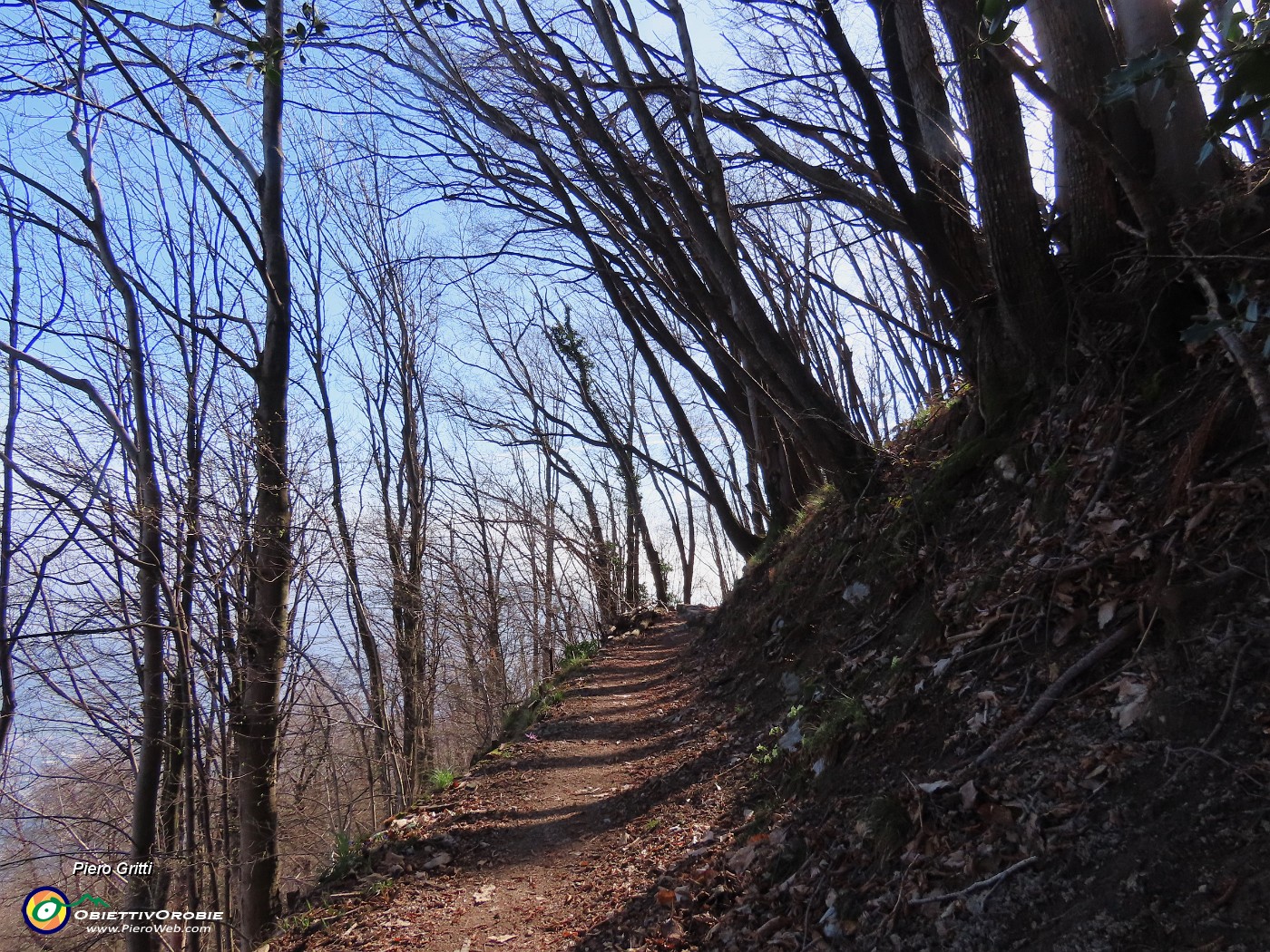 38 In sent. 584 per cima Ubione corre nel bosco di alti carpini neri ...piegati verso valle.JPG